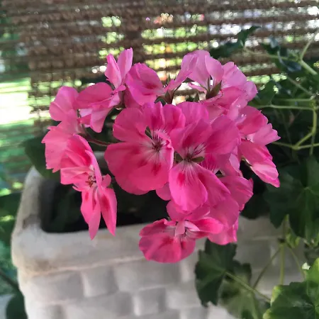 Apartment Chiara Vodice