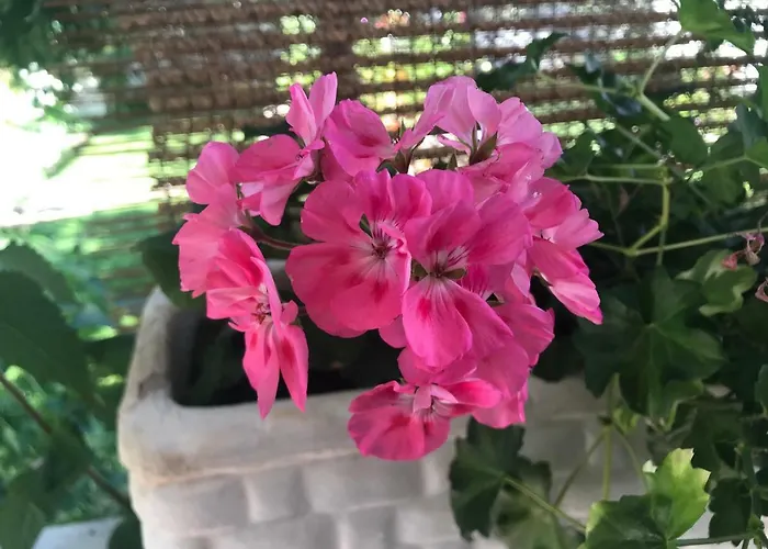 Appartement Chiara Vodice